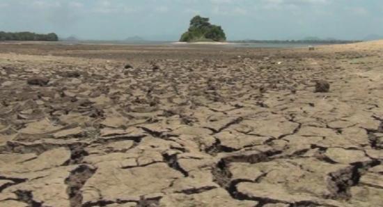 Farmers left to watch rice fields die